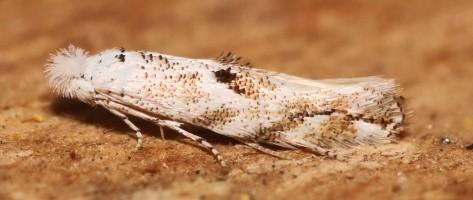 Réf. 346 168 : Bucculatrix albedinella